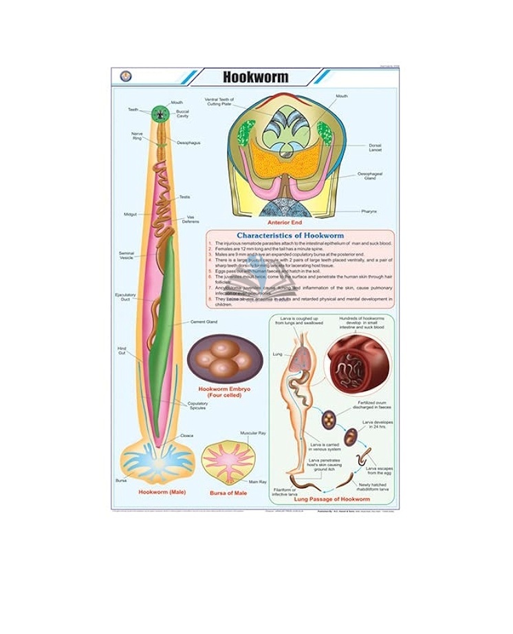Hookworm Chart